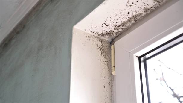 Best Residential Mold Removal  in Snyderville, UT
