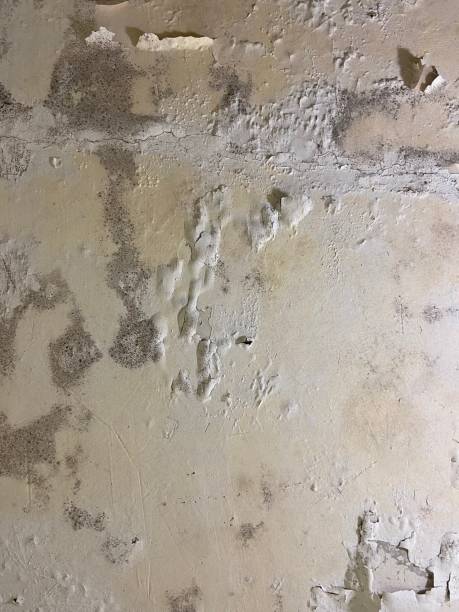 Best Crawl Space Mold Removal  in Snyderville, UT