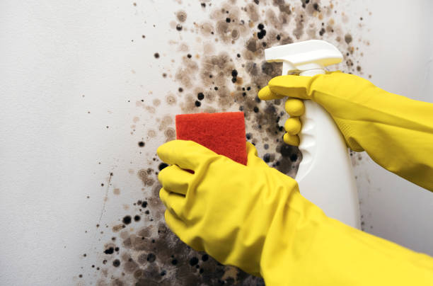 Best Certified Mold Removal  in Snyderville, UT