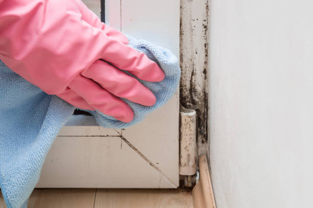 Best Office Mold Removal Services  in Snyderville, UT
